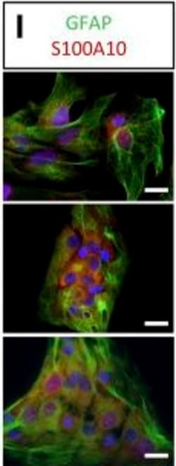 Invitrogen Goat anti-Mouse IgG (H+L) Cross-Adsorbed Secondary Antibody,