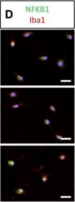 Invitrogen Donkey anti-Goat IgG (H+L) Cross-Adsorbed Secondary Antibody,