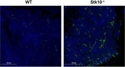 Invitrogen Goat anti-Rabbit IgG (H+L) Cross-Adsorbed Secondary Antibody,