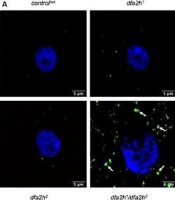 Invitrogen Goat anti-Rabbit IgG (H+L) Highly Cross-Adsorbed Secondary Antibody,