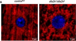 Invitrogen Goat anti-Mouse IgG (H+L) Highly Cross-Adsorbed Secondary Antibody,
