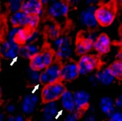 Invitrogen Donkey anti-Goat IgG (H+L) Cross-Adsorbed Secondary Antibody,