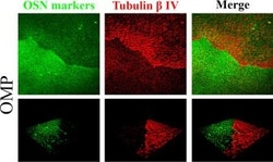 Invitrogen Goat anti-Mouse IgG1 Cross-Adsorbed Secondary Antibody, Alexa