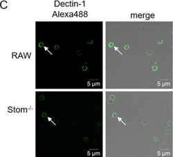 Invitrogen Donkey anti-Goat IgG (H+L) Cross-Adsorbed Secondary Antibody,