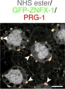 Invitrogen Goat anti-Rabbit IgG (H+L) Cross-Adsorbed Secondary Antibody,