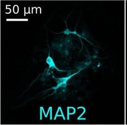 Invitrogen Goat anti-Mouse IgG (H+L) Cross-Adsorbed Secondary Antibody,