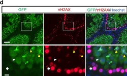Invitrogen Goat anti-Chicken IgY (H+L) Secondary Antibody, Alexa Fluor