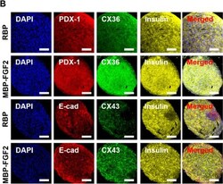 Invitrogen Goat anti-Guinea Pig IgG (H+L) Highly Cross-Adsorbed Secondary