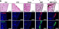 Invitrogen Goat anti-Guinea Pig IgG (H+L) Highly Cross-Adsorbed Secondary