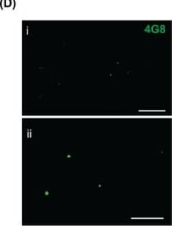 Invitrogen Donkey anti-Mouse IgG (H+L) Highly Cross-Adsorbed Secondary