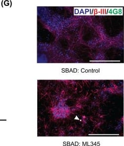 Invitrogen Donkey anti-Mouse IgG (H+L) Highly Cross-Adsorbed Secondary