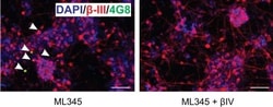 Invitrogen Donkey anti-Mouse IgG (H+L) Highly Cross-Adsorbed Secondary