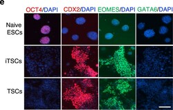 Invitrogen Donkey anti-Goat IgG (H+L) Cross-Adsorbed Secondary Antibody,