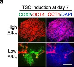 Invitrogen Donkey anti-Mouse IgG (H+L) Highly Cross-Adsorbed Secondary