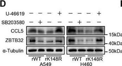 Invitrogen Goat anti-Rabbit IgG (H+L) Secondary Antibody, HRP 2 mL; HRP:Antikroppar
