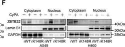 Invitrogen Goat anti-Rabbit IgG (H+L) Secondary Antibody, HRP 2 mL; HRP:Antikroppar