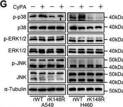 Invitrogen Goat anti-Rabbit IgG (H+L) Secondary Antibody, HRP 2 mL; HRP:Antikroppar
