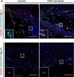 Invitrogen Goat anti-Mouse IgG (H+L) Cross-Adsorbed Secondary Antibody,