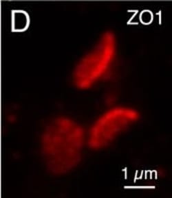 Invitrogen Goat anti-Mouse IgG (H+L) Highly Cross-Adsorbed Secondary Antibody,