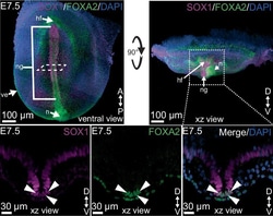 Invitrogen Donkey anti-Goat IgG (H+L) Cross-Adsorbed Secondary Antibody,