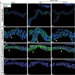 Invitrogen Goat anti-Rabbit IgG (H+L) Cross-Adsorbed Secondary Antibody,