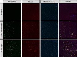 Invitrogen Goat anti-Mouse IgG (H+L) Cross-Adsorbed Secondary Antibody,