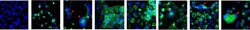 Invitrogen Goat anti-Mouse IgG (H+L) Cross-Adsorbed Secondary Antibody,