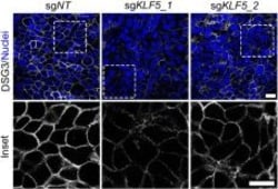 Invitrogen Goat anti-Mouse IgG (H+L) Cross-Adsorbed Secondary Antibody,