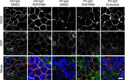 Invitrogen Goat anti-Mouse IgG (H+L) Cross-Adsorbed Secondary Antibody,