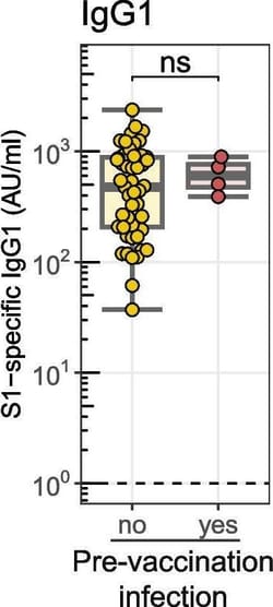 Invitrogen Mouse anti-Human IgG1 Fc Secondary Antibody 250 &mu;g; Unconjugated:Antikörper