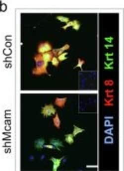 Invitrogen Goat anti-Rat IgG (H+L) Cross-Adsorbed Secondary Antibody, Alexa