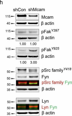 Invitrogen&trade;&nbsp;Goat anti-Mouse IgG (H+L) Cross-Adsorbed Secondary Antibody, Alexa Fluor&trade; 790