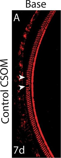 Invitrogen Donkey anti-Rabbit IgG (H+L) Highly Cross-Adsorbed Secondary