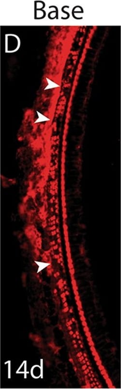 Invitrogen Donkey anti-Rabbit IgG (H+L) Highly Cross-Adsorbed Secondary