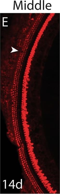 Invitrogen Donkey anti-Rabbit IgG (H+L) Highly Cross-Adsorbed Secondary