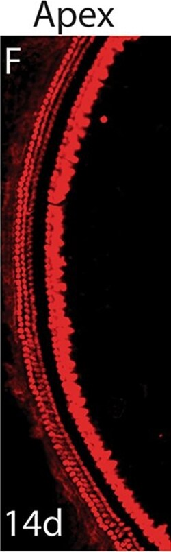 Invitrogen Donkey anti-Rabbit IgG (H+L) Highly Cross-Adsorbed Secondary