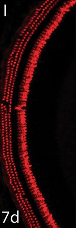 Invitrogen Donkey anti-Rabbit IgG (H+L) Highly Cross-Adsorbed Secondary