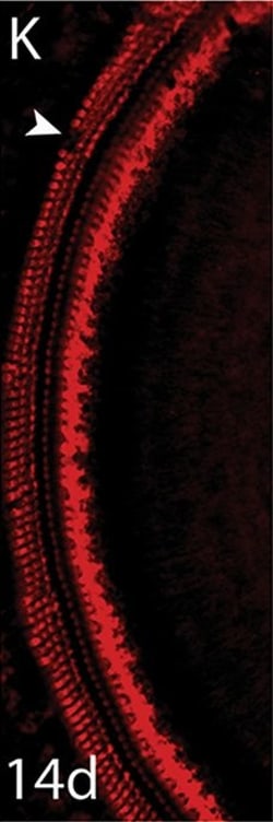 Invitrogen Donkey anti-Rabbit IgG (H+L) Highly Cross-Adsorbed Secondary