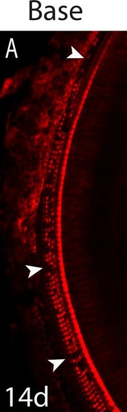 Invitrogen Donkey anti-Rabbit IgG (H+L) Highly Cross-Adsorbed Secondary