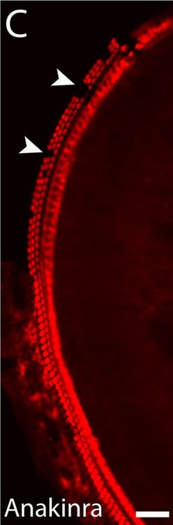 Invitrogen Donkey anti-Rabbit IgG (H+L) Highly Cross-Adsorbed Secondary