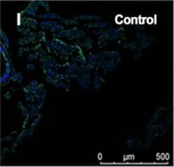 Invitrogen Goat anti-Mouse IgG (H+L) Cross-Adsorbed Secondary Antibody,