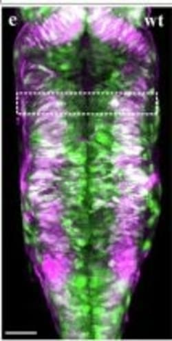 Invitrogen&trade;&nbsp;Goat anti-Rabbit IgG (H+L) Cross-Adsorbed Secondary Antibody, Alexa Fluor&trade; 633