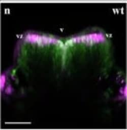 Invitrogen&trade;&nbsp;Goat anti-Rabbit IgG (H+L) Cross-Adsorbed Secondary Antibody, Alexa Fluor&trade; 633