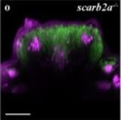 Invitrogen&trade;&nbsp;Goat anti-Rabbit IgG (H+L) Cross-Adsorbed Secondary Antibody, Alexa Fluor&trade; 633