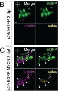 Invitrogen Goat anti-Rabbit IgG (H+L) Cross-Adsorbed Secondary Antibody,