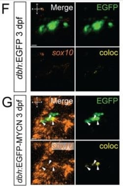 Invitrogen Goat anti-Rabbit IgG (H+L) Cross-Adsorbed Secondary Antibody,