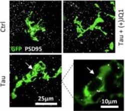 Invitrogen Goat anti-Chicken IgY (H+L) Secondary Antibody, Alexa Fluor