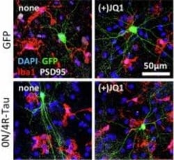 Invitrogen Goat anti-Chicken IgY (H+L) Secondary Antibody, Alexa Fluor