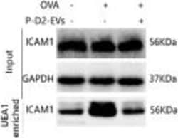 Invitrogen Goat anti-Mouse IgG (H+L) Secondary Antibody, HRP 2 mL; HRP:Antibodies