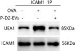 Invitrogen Goat anti-Mouse IgG (H+L) Secondary Antibody, HRP 2 mL; HRP:Antibodies